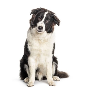 Oturan Avustralyalı çoban köpeği, beyaz üzerinde izole.