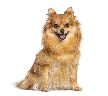 Soluk soluğa ve oturan Keeshond, beyaz tenli.