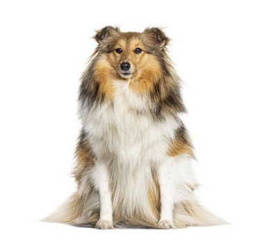 Oturan Shetland Çoban Köpeği, beyaz üzerine izole edilmiş.