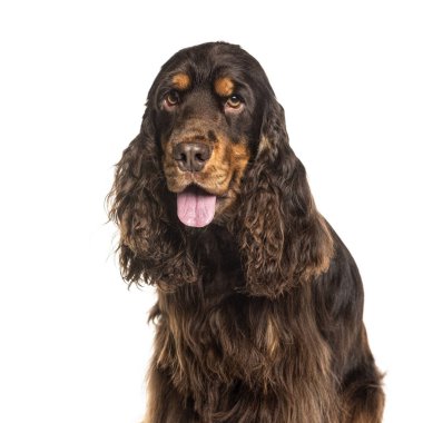 Breown marka, nefes nefese İngiliz Cocker Spaniel 'e yakın plan.