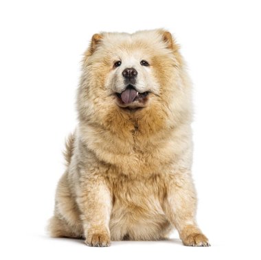 Soluyan Chow Chow mavi dilini gösteriyor, beyaz üzerinde izole.