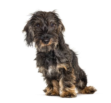Uzun saçlı dachshund köpeği, beyaz tenli.