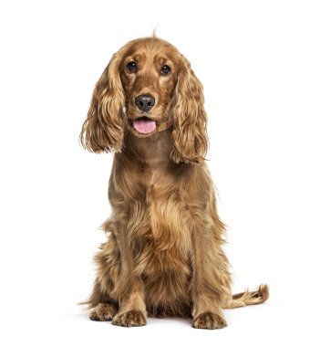 Soluk soluğa İngiliz cocker spaniel oturuyor, beyaz üzerine izole