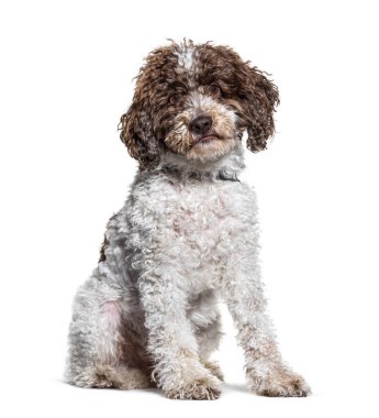 Lagotto Romagnolo 'nun köpeği kameraya bakıyor.