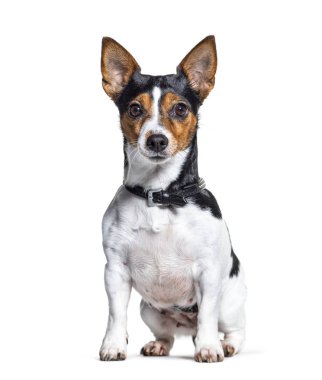 Oturan Jack Russell Terrier köpeği tasma takıyor.