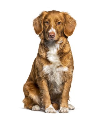 Oturan Nova Scotia Ördek Çalan Köpek, izole edilmiş.