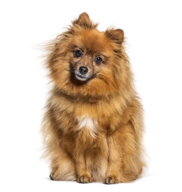 Oturan Keeshond kameraya bakıyor.