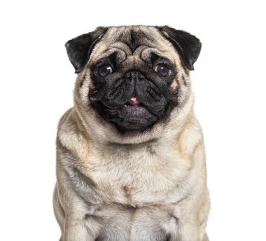 Bir Pug 'ın portresi, beyaz üzerine izole edilmiş.