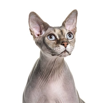 Kılsız bir Sphynx kedinin portresi, beyaz üzerine izole edilmiş.