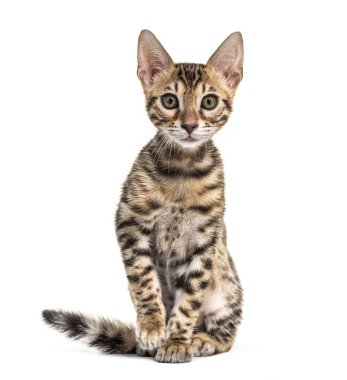 Genç Bengal kedisi bakıyor, beyaz tenli.