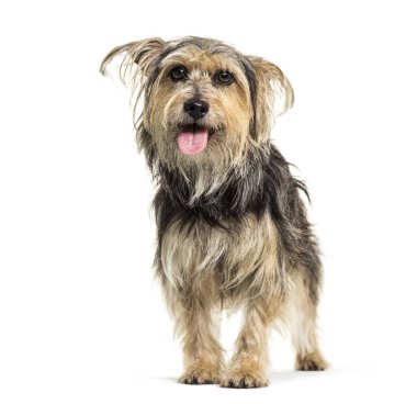 Soluyan melez köpek, Yorkshire ve Griffon, izole edilmiş.