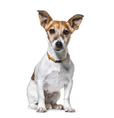 Oturan Jack Russel Terrier tasma takıyor.
