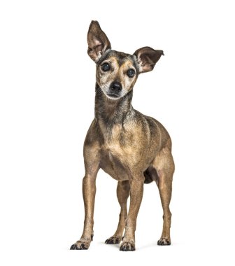 Yaşlı Minyatür Pinscher grileşiyor, beyaz üzerinde izole edilmiş.