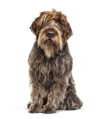 Korthaller Griffon köpeği, beyaz üzerine izole edilmiş.