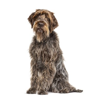 Korthaller Griffon köpeği, beyaz üzerine izole edilmiş.