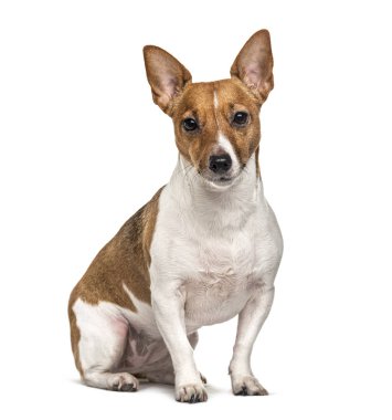 Oturan Jack Russell Teriyer, beyaz üzerinde izole