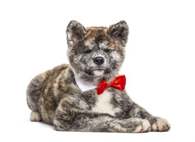 Akita Inu köpeği papyon takmış, bembeyaz yatıyordu.