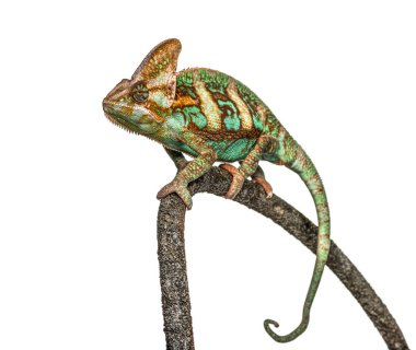 Örtülü bukalemun, Chamaeleo kaliptratus, beyaz üzerine izole edilmiş.