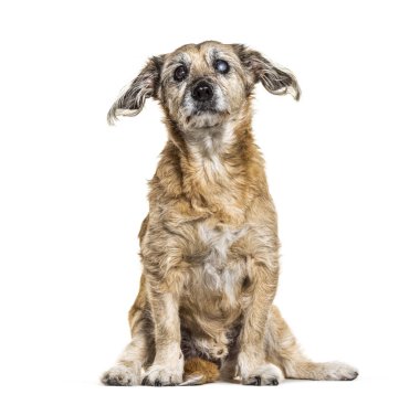 Tek gözlü kör, melez köpek, beyazın üzerinde soyutlanmış.