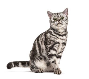 Oturan İngiliz Shorthair 'i, beyaz üzerine izole edilmiş.