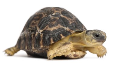 Radyasyonlu kaplumbağa, Astrochelys radyatör, 3 haftalık, önünde