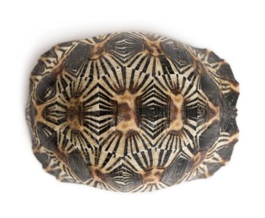 Radyasyonlu kaplumbağa, Astrochelys radyatör, beyaz arka bahçenin önünde.