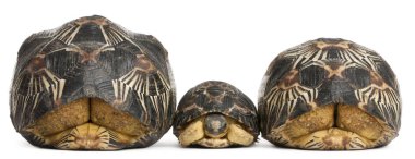 Three Radiated tortoises, Astrochelys radiata, in front of white