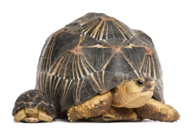Radyasyonlu kaplumbağa ve bebek, Astrochelys radyatör, beyazların önünde.