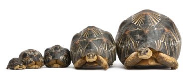 Five Radiated tortoises, Astrochelys radiata, in front of white 