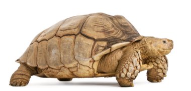 Afrika mahmuzlu kaplumbağa, Geochelone sulcata, beyazın önünde. 