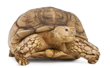 Afrika mahmuzlu kaplumbağa, Geochelone sulcata, beyazın önünde. 