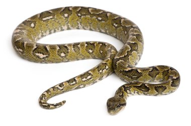 Boa manditra, Sanzinia madagascariensis, 2 yaşında.