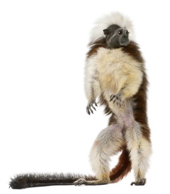 Cottontop Tamarin, Saguinus oedipus, standing in front of white  clipart