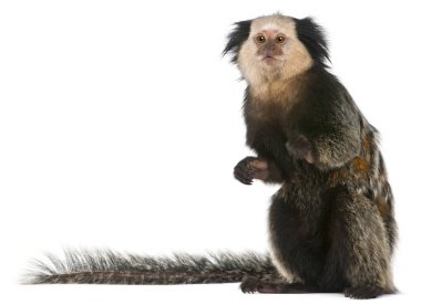 White-headed Marmoset, Callithrix geoffroyi, sitting in front of