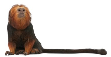 Altın başlı aslan Tamarin, Leontopithecus chrysomelas, oturuyor 