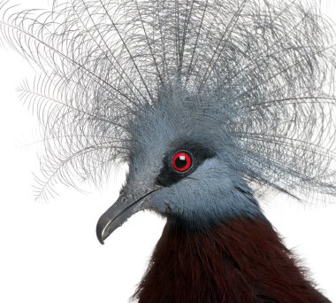 Güney Taçlı Güvercin, Goura Şeması, beyaz B 'nin önünde.