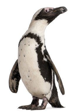 African Penguin, Spheniscus demersus, 10 years old, in front of 