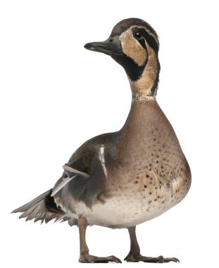 Baikal Teal duck, Anas formosa, in front of white background clipart