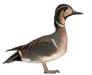 Baykal Teal duck, Anas formosa, beyaz arkaplan önünde