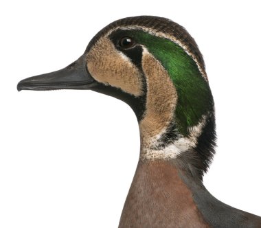 Baykal Teal duck, Anas formosa, beyaz arkaplan önünde