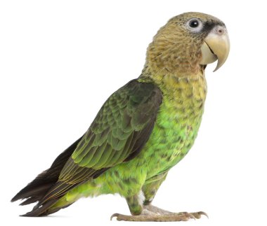 Papağan Burnu, Poicephalus Robustus, 1 yaşında, beyazın önünde.