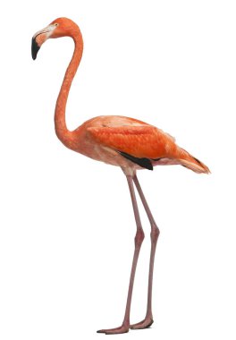 American Flamingo, Phoenicopterus ruber, 10 yaşında, ayakta. 