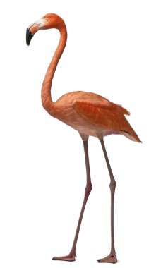 American Flamingo, Phoenicopterus ruber, 10 yaşında, ayakta. 