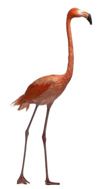 American Flamingo, Phoenicopterus ruber, 10 yaşında, ayakta. 