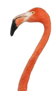 American Flamingo 'nun yakın çekimi, Phoenicopterus ruber, 10 yıllık.