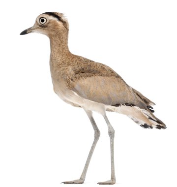 Peruvian Thick-knee, Burhinus superciliaris, 3 years old, in fro clipart