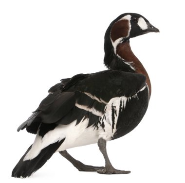 Kırmızı göğüslü Kaz, Branta Ruficollis, 4 yaşında, önünde 