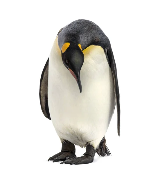 Король пингвин смотрит вниз, изолированный на белом — стоковое фото