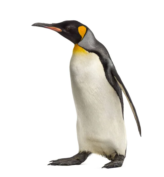 Vista lateral de un pingüino rey caminando, aislado en blanco —  Fotos de Stock