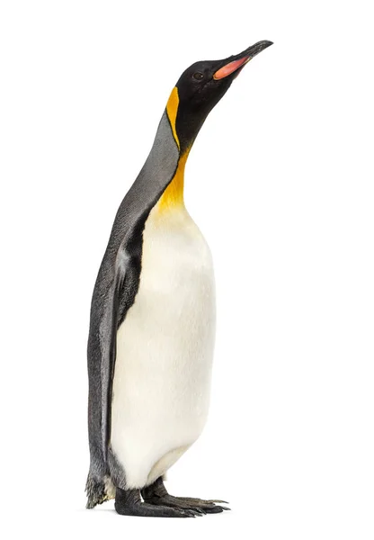 Пингвин, стоящий на белом фоне — стоковое фото